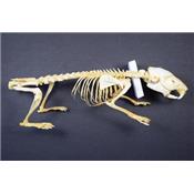 Squelette Cavia porcellus "cobaye