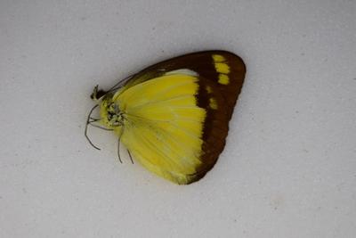Cepora perimale ssp. toekangbesiensis femelle