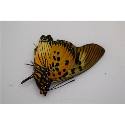 Charaxes acraeoides mâle