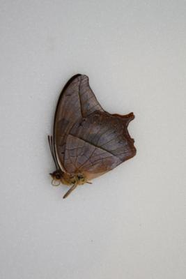 Charaxes paphianus mâle