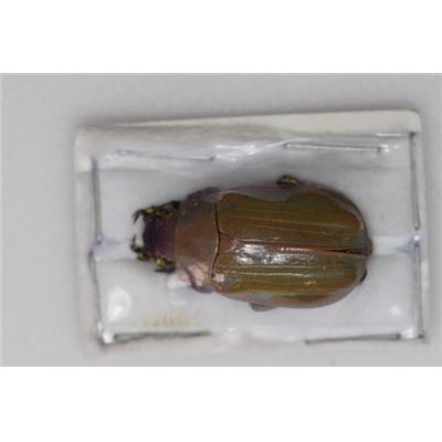 Chrysina laniventris beige male