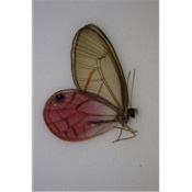 Cithaerias aurorina mâle