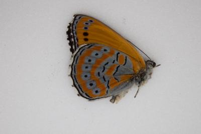 Crenis pechuli male