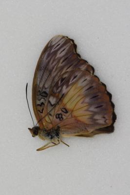 Cymothoe coccinata femelle