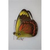 Delias caeneus caeneus male
