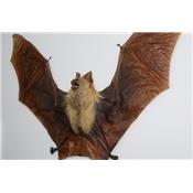 Hipposideros diadema (ouvert)