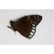 Dichorragia ninus ssp male