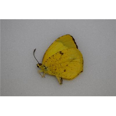 Eurema salome