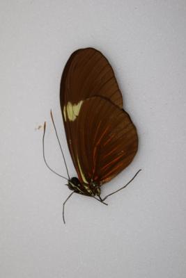 Heliconius erato F. venustus male
