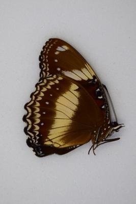 Hypolimnas bolina femelle