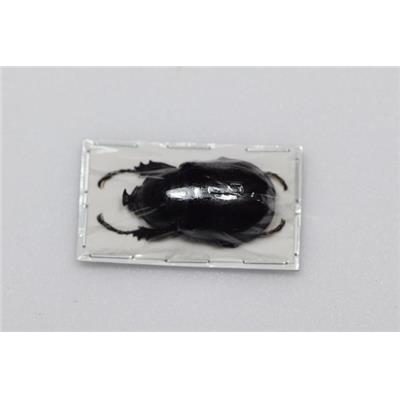 Xylotrupes inarmatus mâle