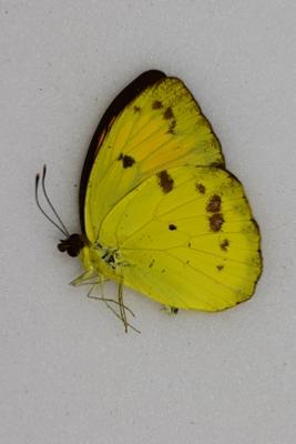 Ixias vollenhovenii