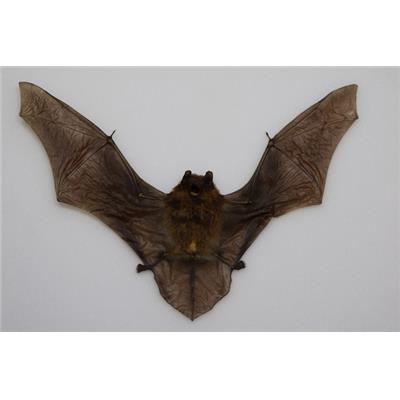 Pipistrellus javanicus (ouvert)