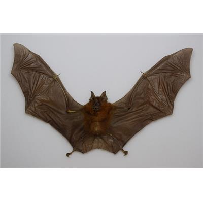 Hipposideros larvatus (ouvert)