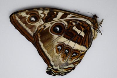 Morpho cisseis forme jaune marron FEMELLE