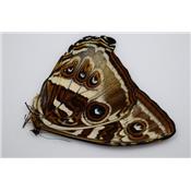 Morpho cisseis forme jaune marron FEMELLE