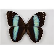 Morpho deidamia recto femelle étalé