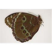 Morpho helenor achilles male A1