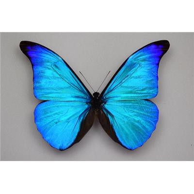 Morpho rhetenor rhetenor mâle