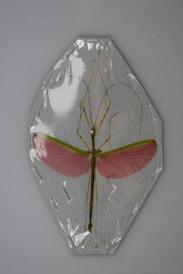 Necrosia annulipes male