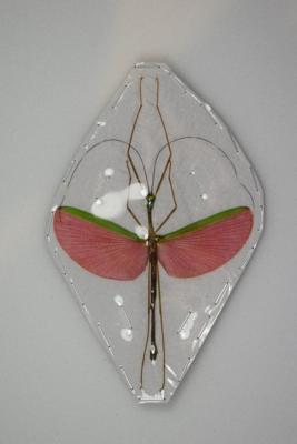 Necrosia marginata male