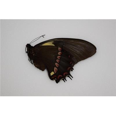 Papilio aristeus bitias femelle