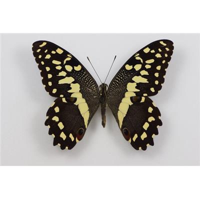 Papilio demodocus étalé