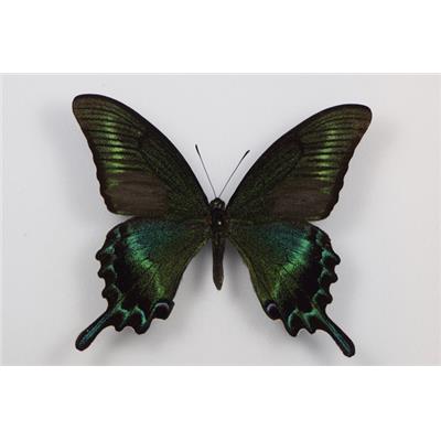 Papilio maackii étalé