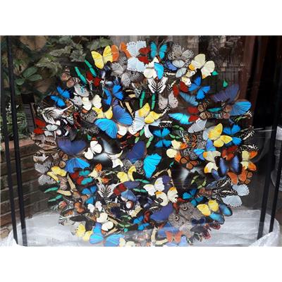 Double verre papillons multicolores 1m x 1m x 7 cm