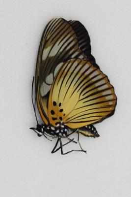 Pseudacrea tarquinus femelle