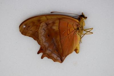 Vindula dejone austrasundara male