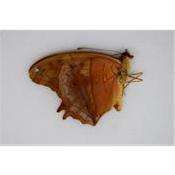 Vindula dejone austrasundara male