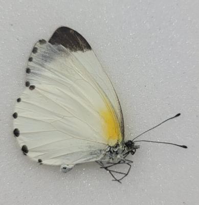 Mylothris spica