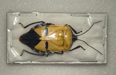 Catacanthus incarnatus