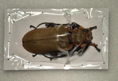 Joessi sanguinolenta