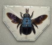 Xylocopa caerulea femelle