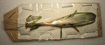 Mantidae sp 13