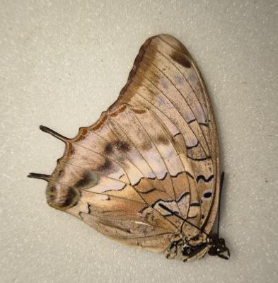 Charaxes etheocles catachrous femelle