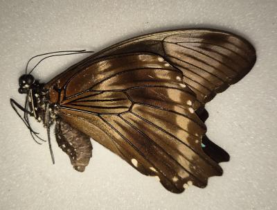 Papilio nireus femelle