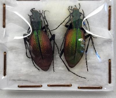 ceroglosus chilensis chiloensis couple