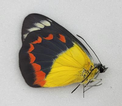 Delias timorensis moaensis