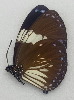 Euploea radamanthus male
