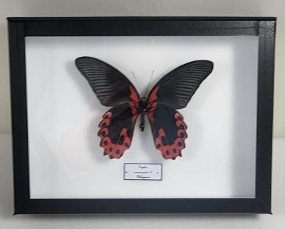 Boîte Cloche Papilio rumanzovia male