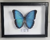 Boîte Cloche Morpho peleides male