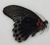 Papilio memnon memnon male