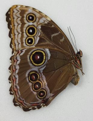 Morpho helenor rugitaeniatus femelle