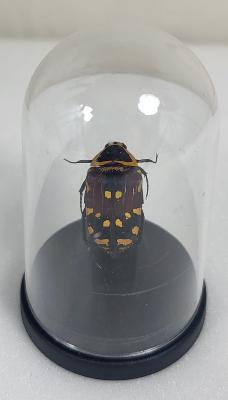 Mini Globes Euchroea sp