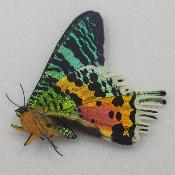 Urania madagascariensis