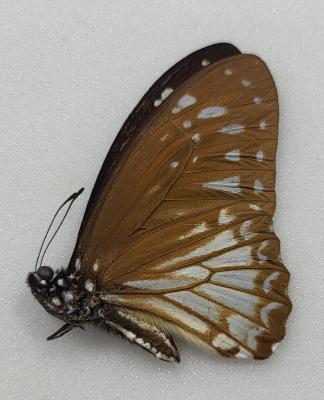 Graphium macareus A-