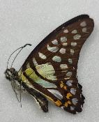 Graphium bathycles A-